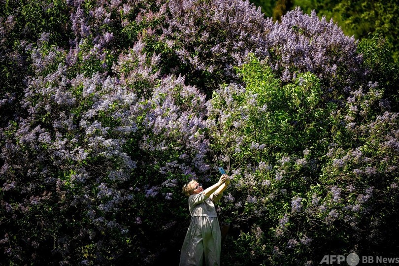 ライラックやリンゴの花に包まれて ロシア・モスクワ