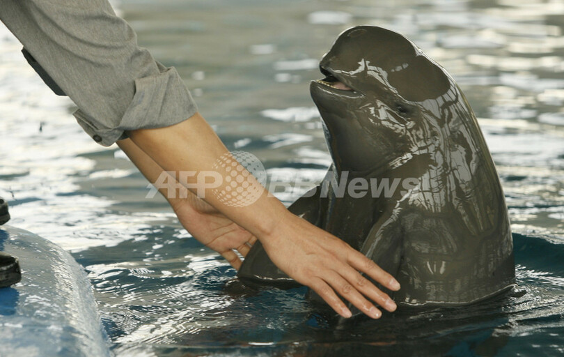 長江のスナメリ、生息数調査始まる