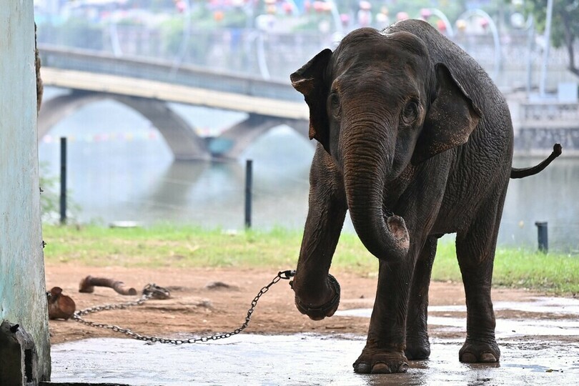 鎖につながれたゾウ、動物園からの「解放」署名に7万筆 ベトナム