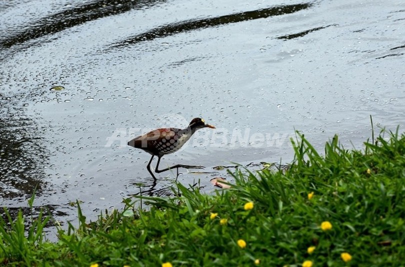 生物多様性の憂える現状、8日からCOP11開幕 生物多様性の憂える現状、8日からCOP11開幕