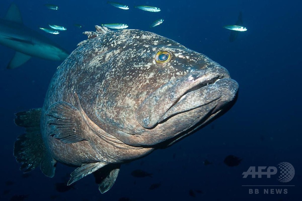 Nz 海洋保護区創設へ 62万平方キロ 仏国土に匹敵する広さ 写真1枚 国際ニュース Afpbb News