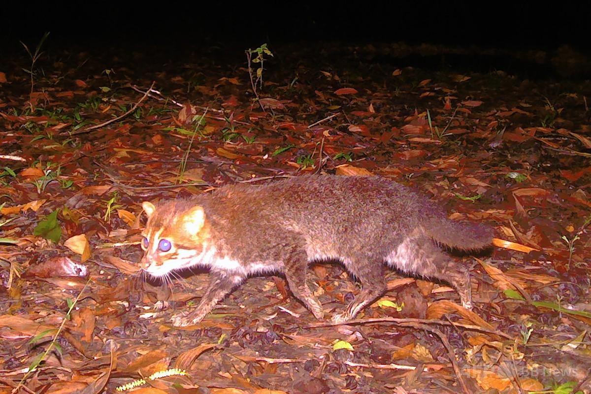 絶滅危惧種のマライヤマネコ、タイで30年ぶり発見 写真2枚 国際