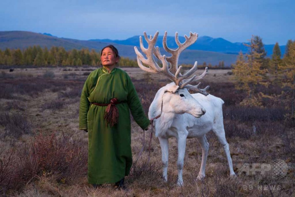 【AFP記者コラム】モンゴルのトナカイ遊牧民を訪ねて 写真10枚 国際ニュース：AFPBB News
