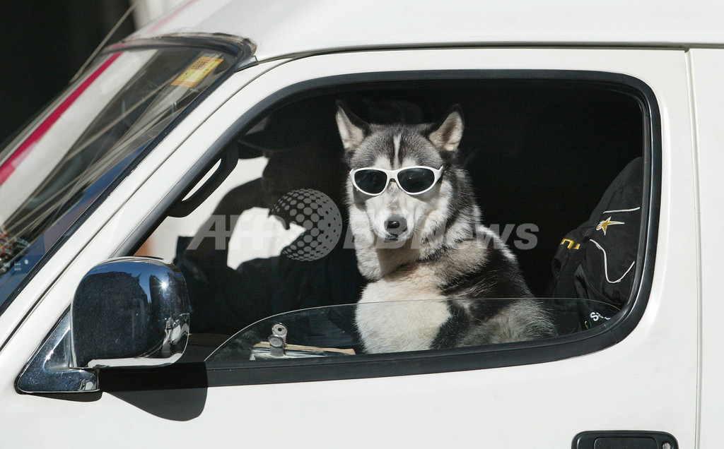 散歩いらず 運転手のイヌ間に犬がドライブ 写真1枚 国際ニュース Afpbb News