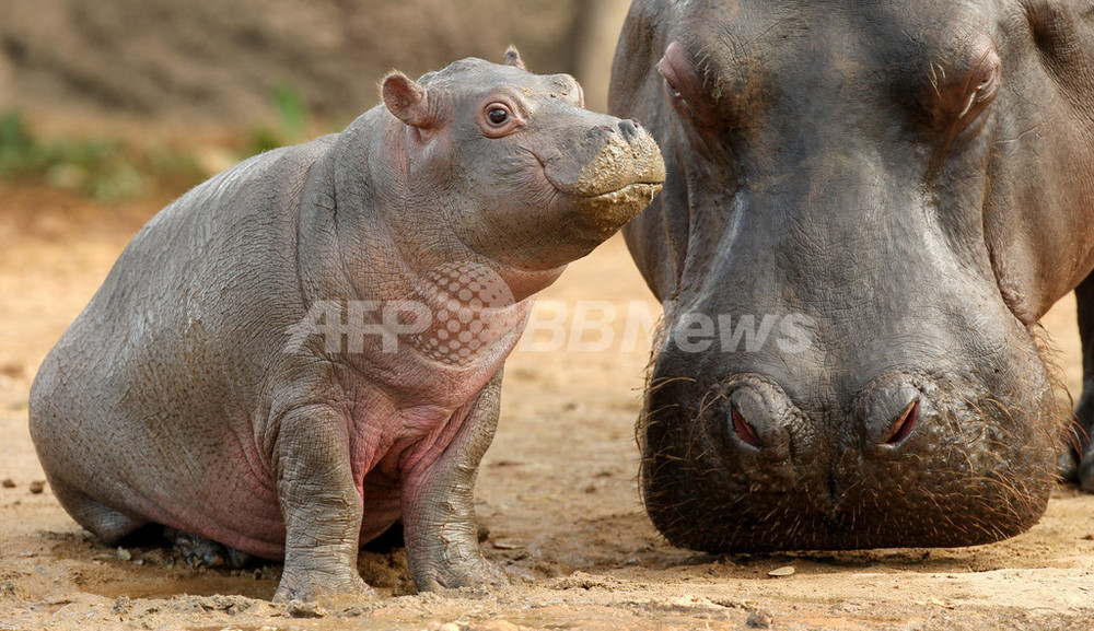 オーストラリアの動物園で赤ちゃんカバが誕生 写真9枚 国際ニュース Afpbb News オーストラリアの動物園で赤ちゃんカバが誕生 写真9枚 国際ニュース Afpbb News