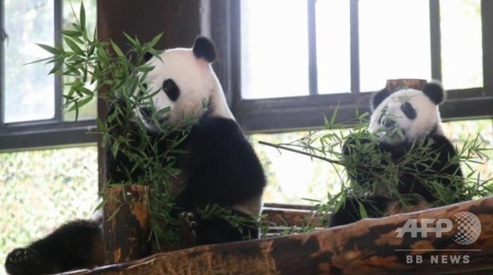 パンダ 嘉嘉 が8歳に 生後10か月の赤ちゃんの名前も募集開始 写真6枚 国際ニュース Afpbb News