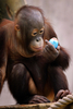 写真は6日、オランダのOuwehands動物園でイースターエッグをもらうオランウータンの赤ちゃん。(c)AFP/VINCENT JANNINK