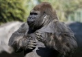 メキシコ首都メキシコ市（Mexico City）のチャプルテペック動物園（Chapultepec Zoo）で飼育されているゴリラの「バントゥー（Bantu）」（2014年1月9日撮影）。(c)AFP/OMAR TORRES