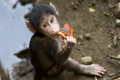 南米コロンビア・バジェデルカウカ（Valle del Cauca）県カリ（Cali）の動物園で、花を食べるマントヒヒの赤ちゃん（2012年1月11日撮影）。(ｃ)AFP/Luis ROBAYO