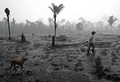 ブラジル北西部ロンドニア州で、火災で焼き尽くされたアマゾン熱帯雨林の中を歩く農業従事者（2019年8月26日撮影）。(c)CARL DE SOUZA / AFP 