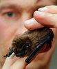傷ついたコウモリを世話する生物学者の男性（2010年3月25日撮影）。(c)AFP/DDP/TORSTEN SILZ