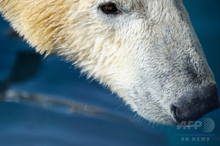 アフリカ最後のホッキョクグマ死ぬ アフリカ最後のホッキョクグマ死ぬ