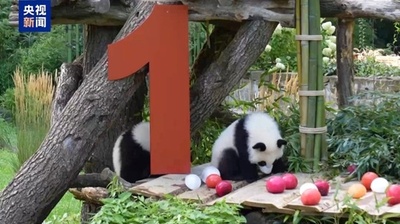 在独の双子パンダ「夢好」「夢甜」が１歳の誕生日を迎えた