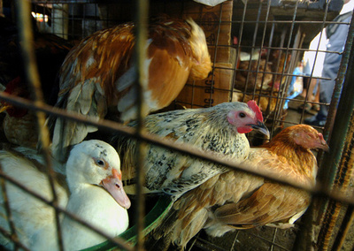 フィリピンで初の鳥インフル発生