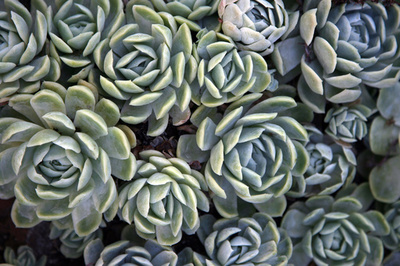 サボテンをストッキングに入れ体に巻き密輸試み 探知犬が発見 NZ