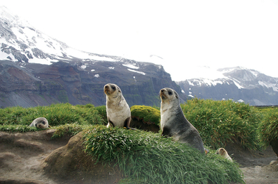絶滅の危機にあるハード島のオットセイたち