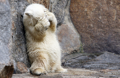 クヌート人気衰えず、連日数百人が来園