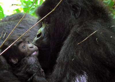 コンゴ（旧ザイール）の国立公園で、マウンテンゴリラの赤ちゃん誕生