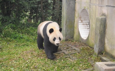 豪のたった2頭のパンダ、中国返還へ 繁殖の成果上がらず