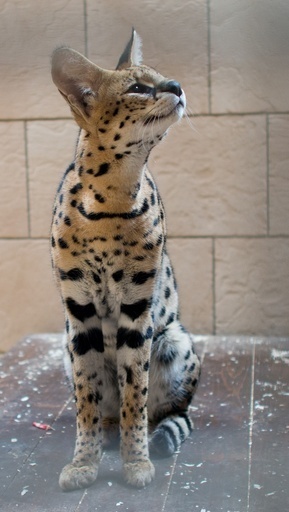 僕のご主人様はどこ？迷子のサーバル保護される、ドイツ