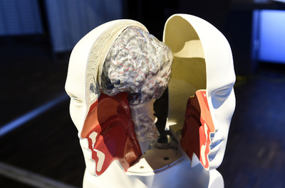 79歳でも新しい脳細胞は生まれる、米研究