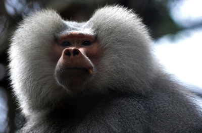 ヒヒ、人間そっくりの母音を発声 研究