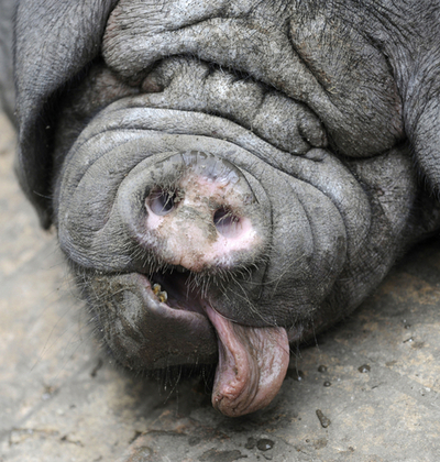 しわしわの珍種ブタ「梅山豚」の赤ちゃん、お昼寝中