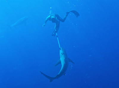 NZ首相のパートナー、海中でサメと戦う 「イルカは助けてくれなかった」