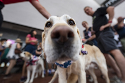 飼い主と再会の犬、涙目に 研究チーム