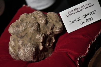 どんな料理に？ 850グラムの巨大白トリュフ、1100万円で落札 イタリア