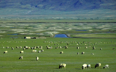 新疆バインゴルの大草原に春の息ぶき、緑が戻る