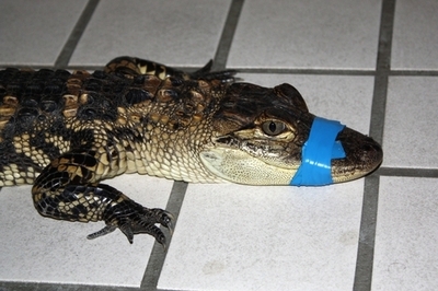 ドイツでまたワニ捕獲、は虫類ショーから脱走