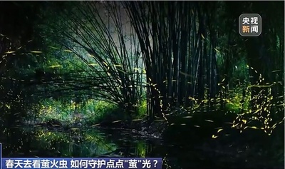 何億匹ものホタルの群れはまるで銀河＝中国四川省