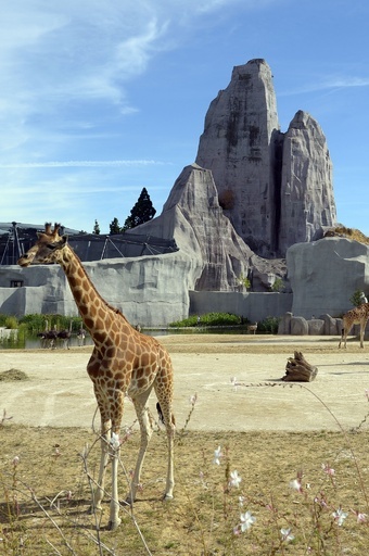 パリ動物公園、のびのび暮らす動物たち