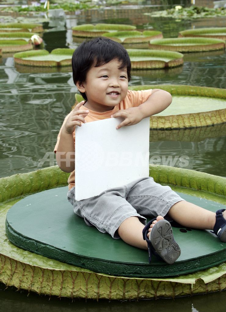 水に浮く大きな葉に乗ろう 東山動植物園で子ども向け夏休み企画 写真4枚 国際ニュース Afpbb News