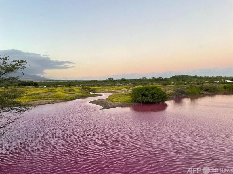 干ばつの影響で池がピンクに 米マウイ島