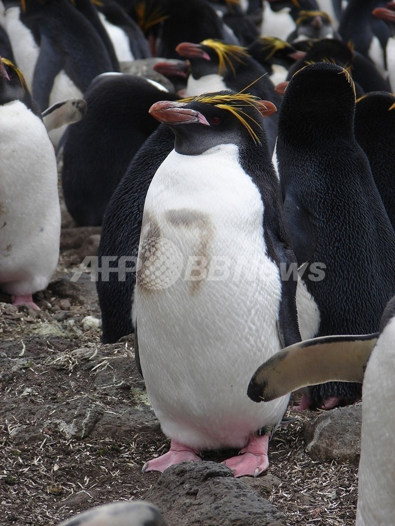 温暖化でオキアミ激減 ペンギンの危機高まる 米研究 写真1枚 国際ニュース Afpbb News