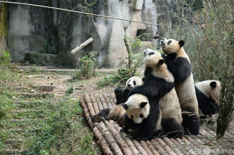 勝手にパンダに餌を 観光客2人が生涯入場禁止に