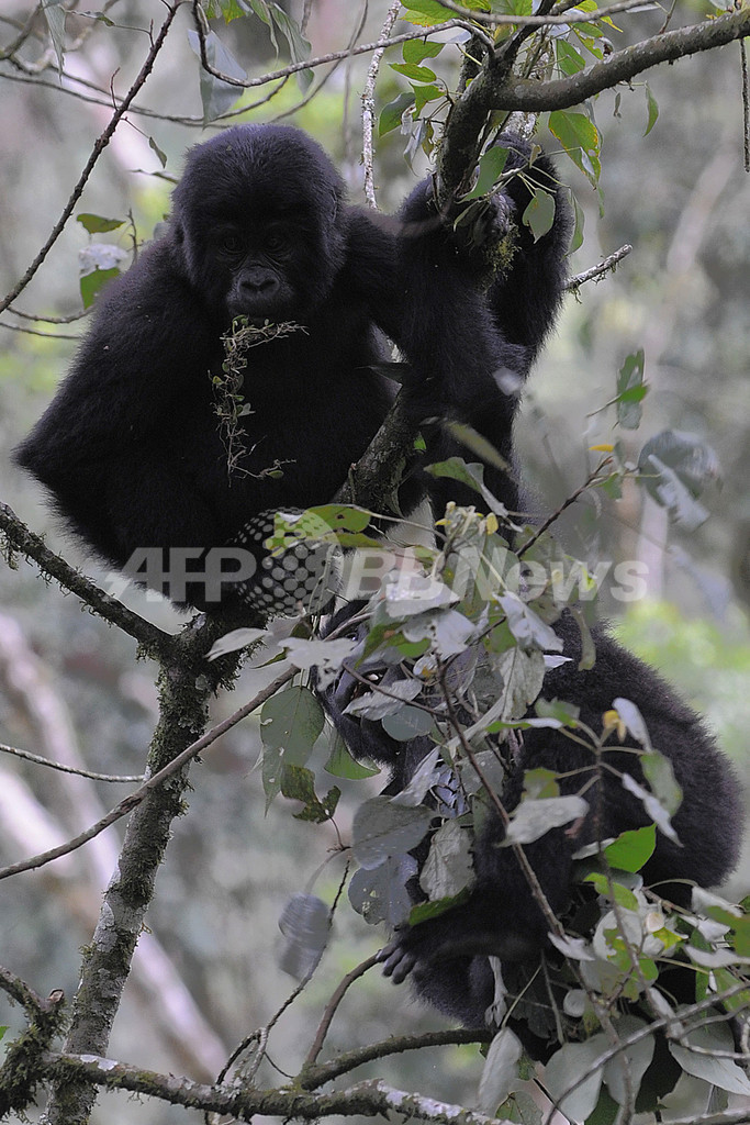 ネット上で野生ゴリラと友達に、「フェースブック」「ツイッター」向けサービスまもなく解禁