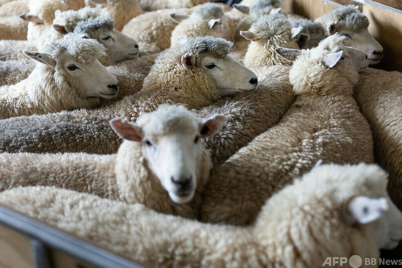 人口1人当たりの羊の数、過去最少の5匹未満 NZ統計局