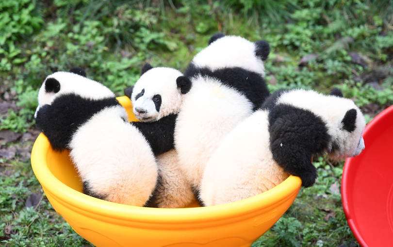 かわいい 4頭の赤ちゃんパンダ ハーフバースデー迎える 重慶動物園