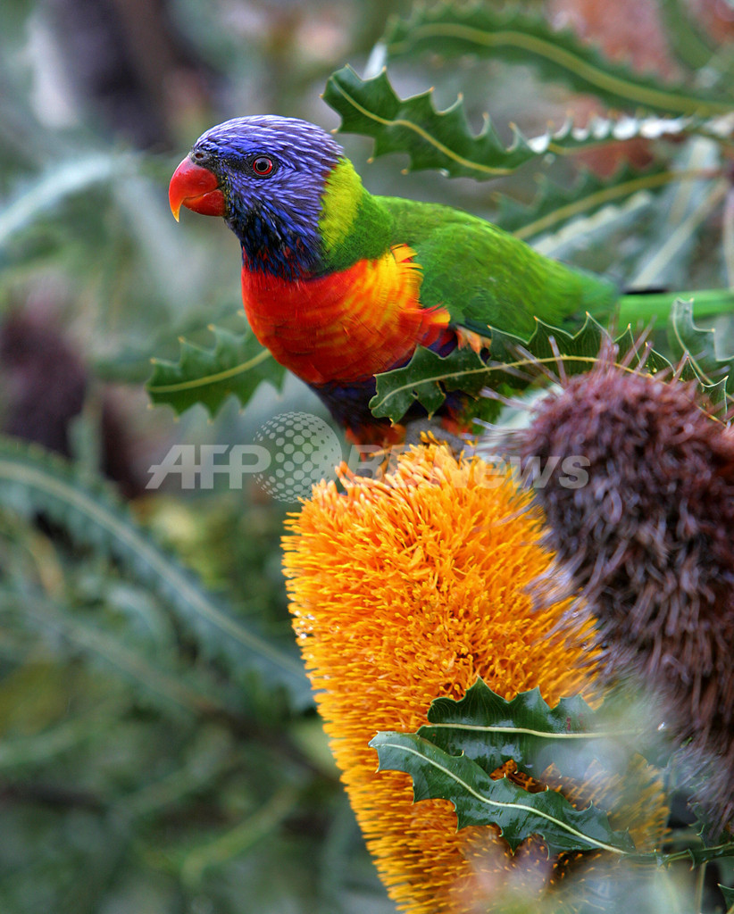 インコ数百羽が泥酔状態に、原因は不明 オーストラリア インコ数百羽が泥酔状態に、原因は不明 オーストラリア