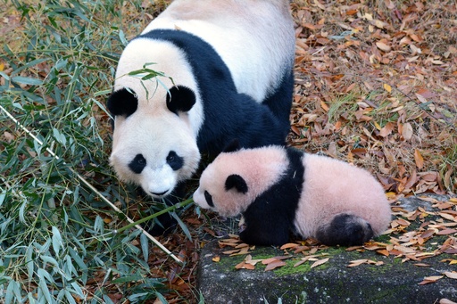 元気にすくすく！ 上野の赤ちゃんパンダ「シャンシャン」 写真3枚 国際