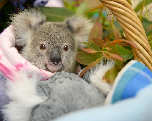 オーストラリア製 コアラぬいぐるみ　AUSTRALIAN MADE 赤ちゃん Amazon.co.jp: コアラのぬいぐるみ オーストラリア コアラの