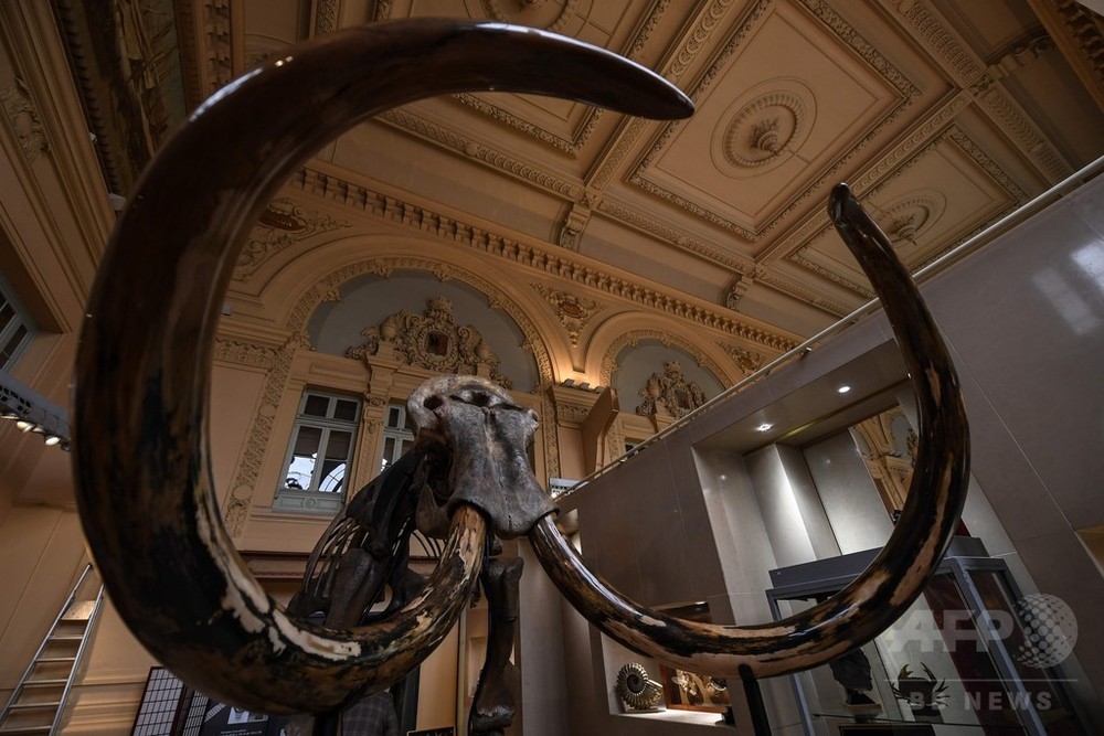 マンモスの巨大骨格標本、7300万円で落札 仏 写真7枚 国際ニュース