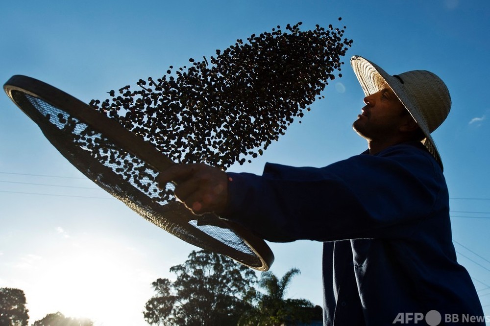コーヒー豆、価格急騰 最大生産国ブラジルで霜害