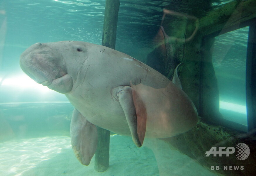 【写真特集】希少動物ジュゴン、個体数減の絶滅危惧種