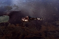 米南部沖のメキシコ湾（Gulf of Mexico）の原油流出事故で、米ルイジアナ（Louisiana）州East Grand Terre Islandに油まみれで漂着した魚の死がい。流出した原油はルイジアナ州沿岸部に大量に押し寄せている。（2010年6月4日撮影）。(c)AFP/Getty Images/Win McNamee