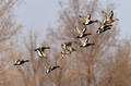 ブグル県のタリム川湿地を飛ぶ水鳥（2020年4月4日撮影）。(c)CNS/確·胡熱