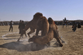 アフガニスタン北部のマザリシャリフ（Mazar-i Sharif）で22日、ウシではなくヒツジやラクダを闘わせる催しが開かれた。

　アフガニスタン暦で元日にあたる21日からマザリシャリフで開催されている祝祭には、アフガニスタン全土から大勢の人びとが集まっている。闘牛ならぬ「闘羊」や「闘ラクダ」も、新年の訪れを祝う伝統行事の1つだ。

　春分の日の21日を新年の祭日とするノールーズは、トルコやイラン、イラク、中央アジアやアゼルバイジャンなど、世界各地で幅広く祝われている（2011年3月22日撮影）。(c)AFP/Massoud HOSSAINI 

&lt;a href=&quot;http://www.youtube.com/user/afpbbnews#p/a/u/3/34LbTaHRgvQ&quot; target=&quot;_blank&quot;&gt;&lt;b&gt;【動画】「闘ラクダ」の映像（YouTube/AFPBB News公式チャンネル）&lt;/b&gt;&lt;/a&gt;